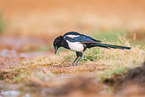 black-billed magpie