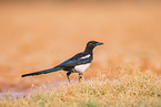 black-billed magpie