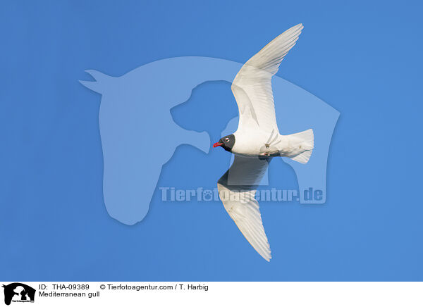 Mediterranean gull / THA-09389