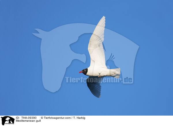 Mediterranean gull / THA-09390
