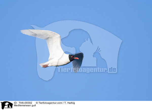 Mediterranean gull / THA-09392