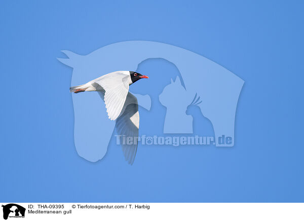 Schwarzkopfmwe / Mediterranean gull / THA-09395