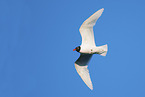 Mediterranean gull