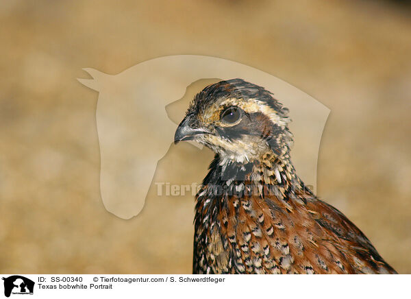 Mexikanische Baumwachtel Portrait / Texas bobwhite Portrait / SS-00340