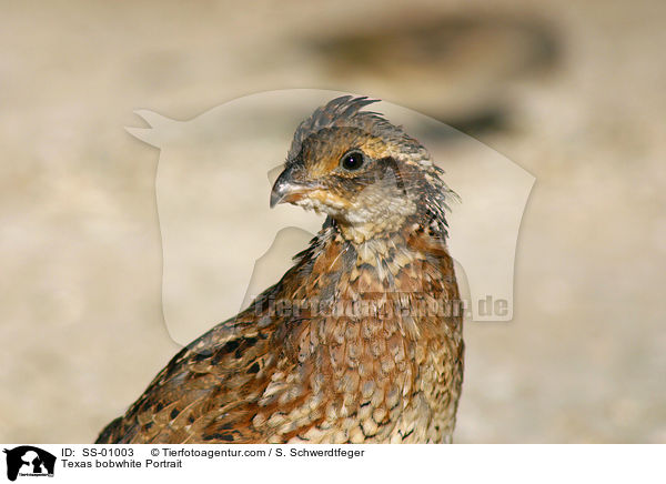 Texas bobwhite Portrait / SS-01003