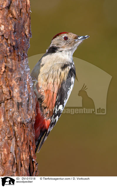 Mittelspecht / woodpecker / DV-01518