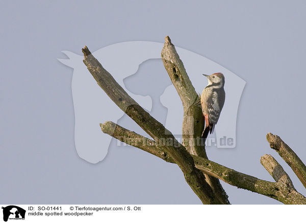 middle spotted woodpecker / SO-01441