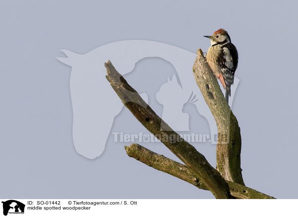 middle spotted woodpecker / SO-01442
