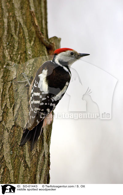 Mittelspecht / middle spotted woodpecker / SO-01443