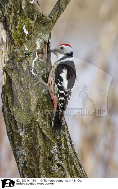 Mittelspecht / middle spotted woodpecker / SO-01444