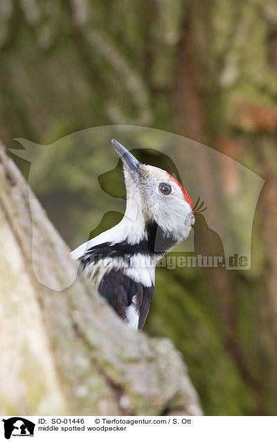 Mittelspecht / middle spotted woodpecker / SO-01446