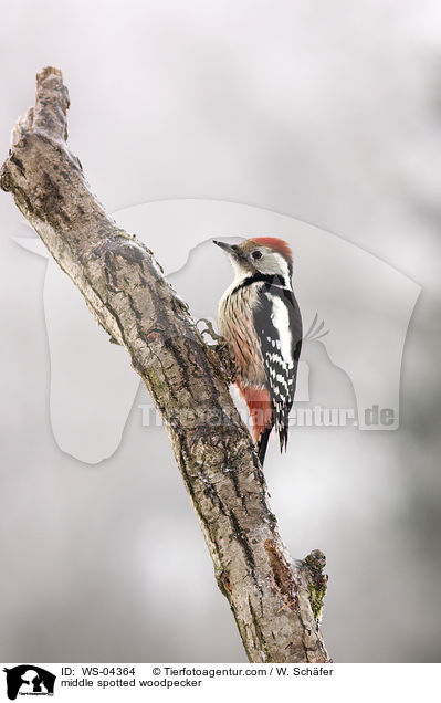 middle spotted woodpecker / WS-04364
