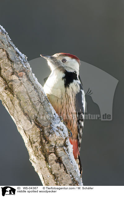 middle spotted woodpecker / WS-04367