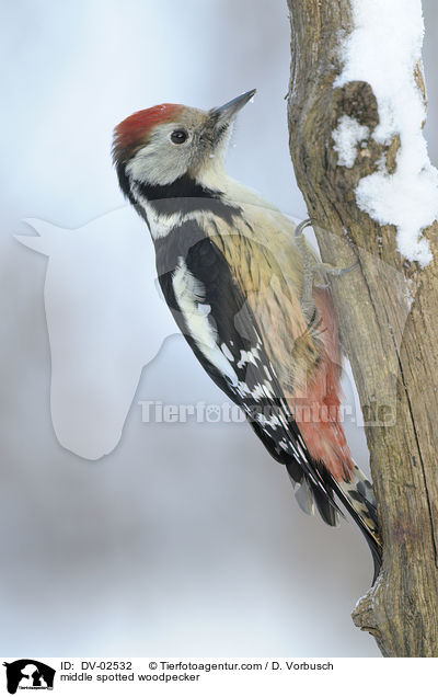 middle spotted woodpecker / DV-02532