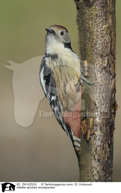 middle spotted woodpecker / DV-02533