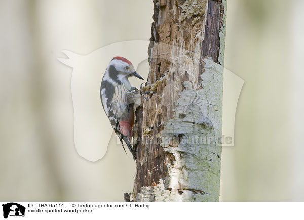 middle spotted woodpecker / THA-05114