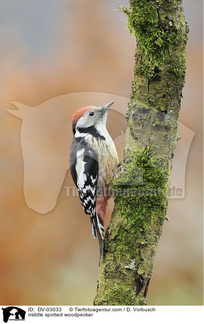 middle spotted woodpecker / DV-03033