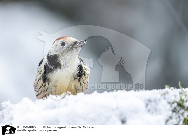 middle spotted woodpecker / WS-09293