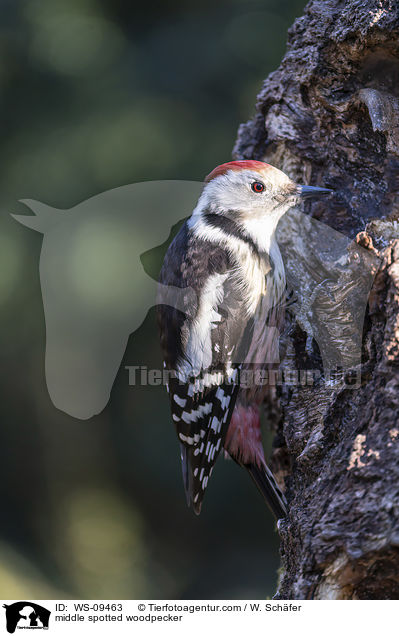 middle spotted woodpecker / WS-09463