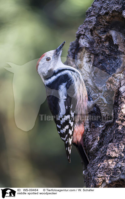 middle spotted woodpecker / WS-09464