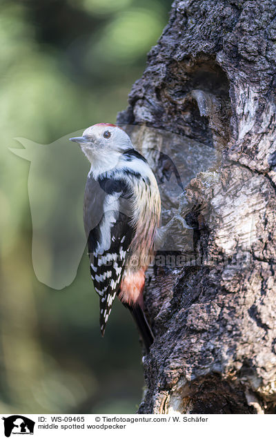 middle spotted woodpecker / WS-09465