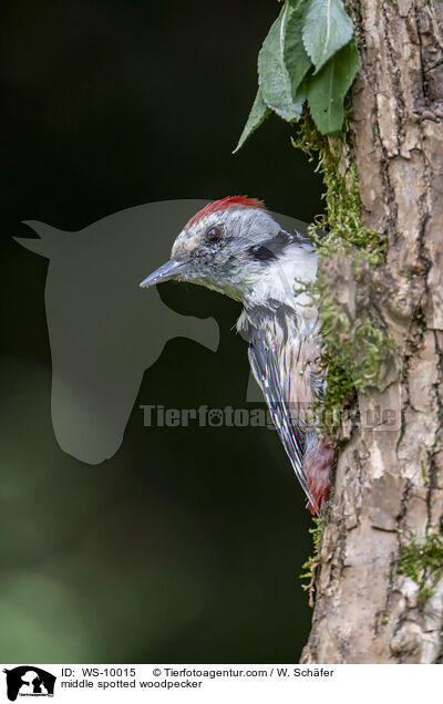middle spotted woodpecker / WS-10015