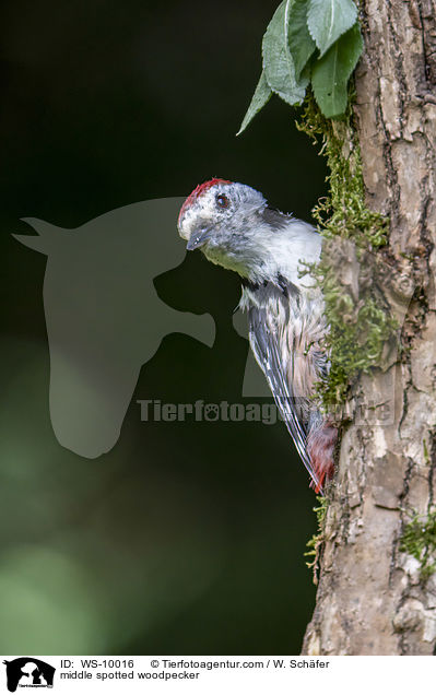 Mittelspecht / middle spotted woodpecker / WS-10016