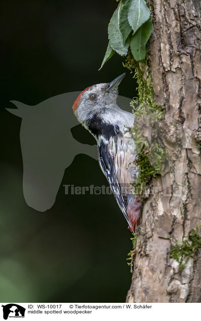 middle spotted woodpecker / WS-10017