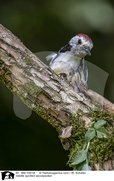 Mittelspecht / middle spotted woodpecker / WS-10018