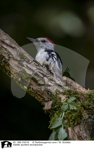 Mittelspecht / middle spotted woodpecker / WS-10019