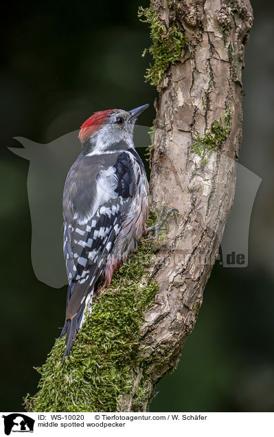 Mittelspecht / middle spotted woodpecker / WS-10020