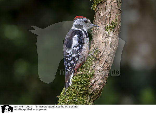 Mittelspecht / middle spotted woodpecker / WS-10021