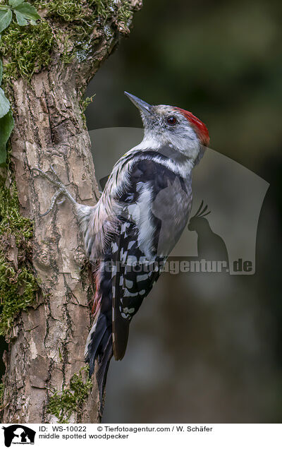 Mittelspecht / middle spotted woodpecker / WS-10022
