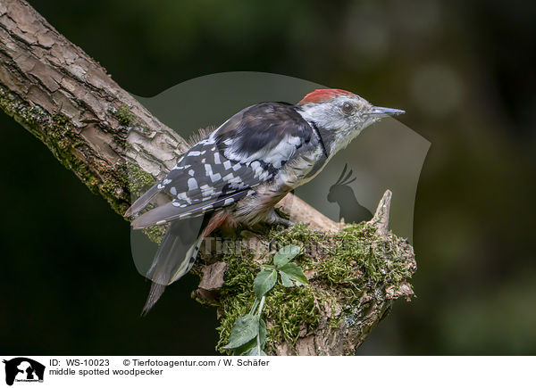 Mittelspecht / middle spotted woodpecker / WS-10023