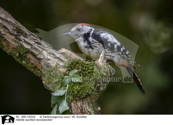 Mittelspecht / middle spotted woodpecker / WS-10024