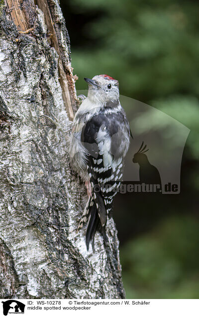 Mittelspechte / middle spotted woodpecker / WS-10278