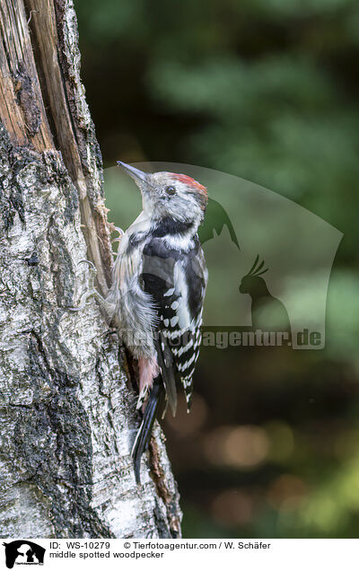 Mittelspechte / middle spotted woodpecker / WS-10279