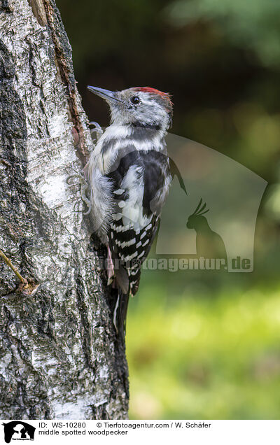 Mittelspechte / middle spotted woodpecker / WS-10280
