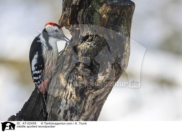 Mittelspecht / middle spotted woodpecker / AT-02459