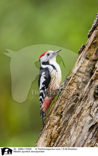Mittelspecht / Middle spotted woodpecker / DMS-17866