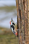 middle spotted woodpecker