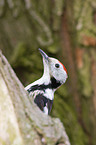 middle spotted woodpecker