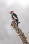 middle spotted woodpecker