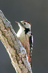 middle spotted woodpecker