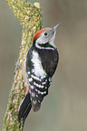 middle spotted woodpecker