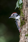 middle spotted woodpecker