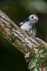 middle spotted woodpecker