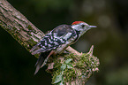 middle spotted woodpecker
