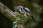 middle spotted woodpecker