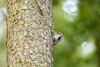 middle spotted woodpecker
